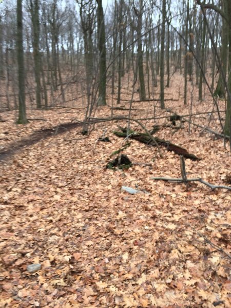 Doubletrack Bridal Path crosses several singletrack trails. Look both ways!