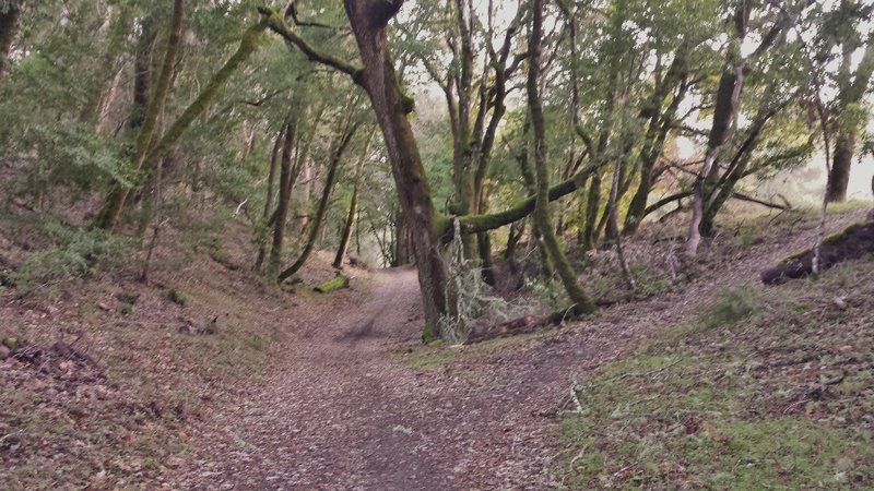 Upper Canyon Trail on Stevens Creek.