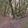 Upper Canyon Trail on Stevens Creek.