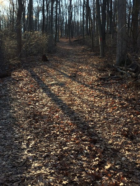 The Gravity Trail consists of mainly doubletrack, as shown in this photo, and some scattered sections of singletrack.