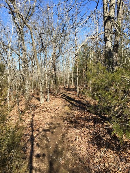 The woods surrounding Creek Run are a mix of old growth oak and blackjack, very neat trees.