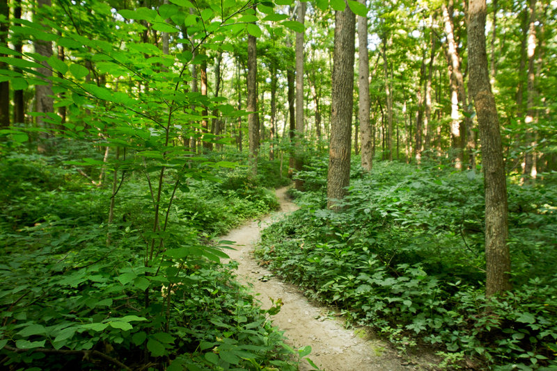 The greens of Lawrence Creek Trail at Fort Benjamin Harrison State Park.