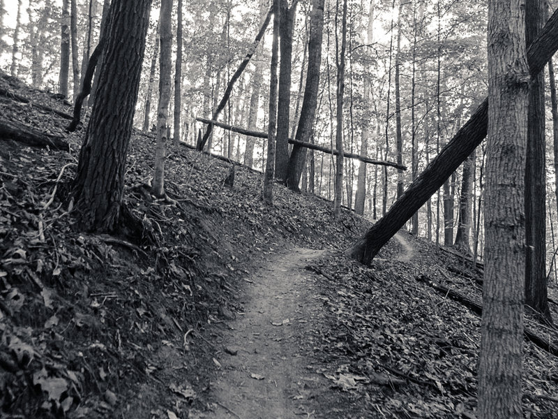 Suspended trunk on Hesitation Point Trail in Brown County State Park