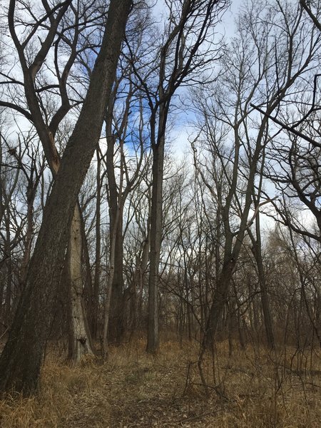 The trail winds through some old hardwood variety trees.