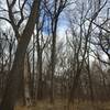 The trail winds through some old hardwood variety trees.