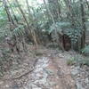 Backside of Lactate - nice vertical rock garden.