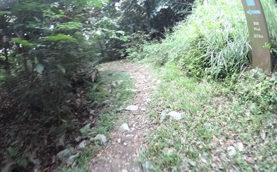 Transition from Lactate to Pave.