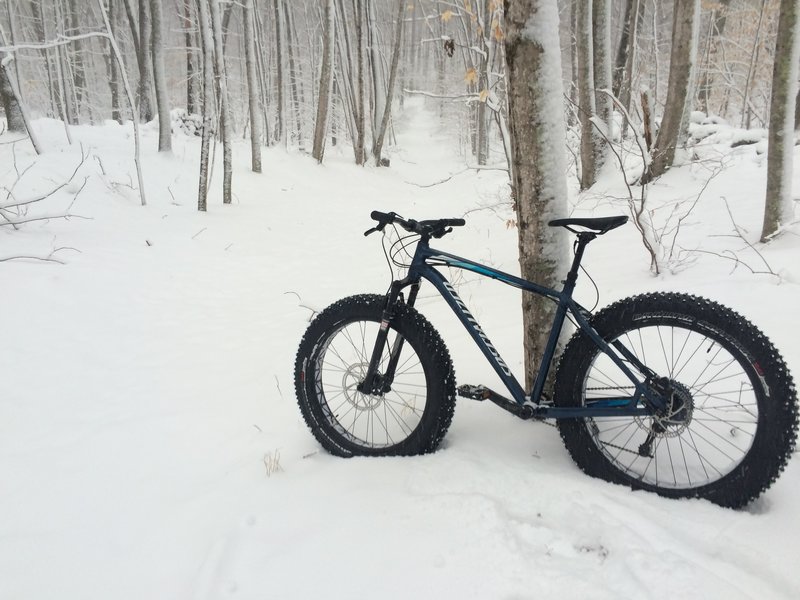 Looking down the Ingham Hill Road Trail.