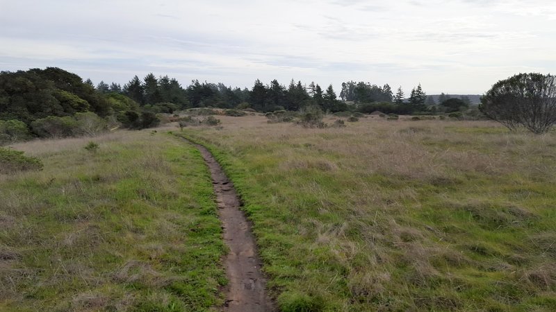 Singletrack section of Wilder Ridge Loop.