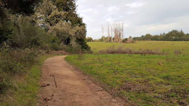 Approaching the Old Eucalyptus Grove.