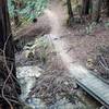 Trail through redwoods on lower Eucalyptus Loop.