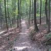 Boundary Trail - Trail climbing to the top of Lick Mountain.