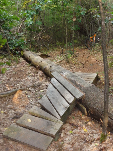 The infamous Sallie log (she's in the tree watching).