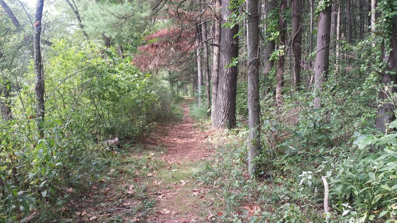 Another section on the lower side of Dogwood Trail along the creek.