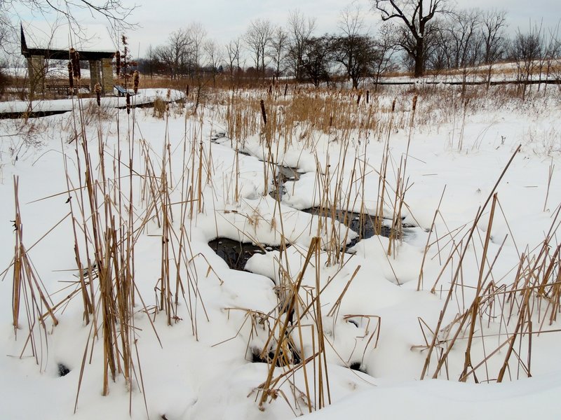 Wetland in the winter near Creek Overlook.