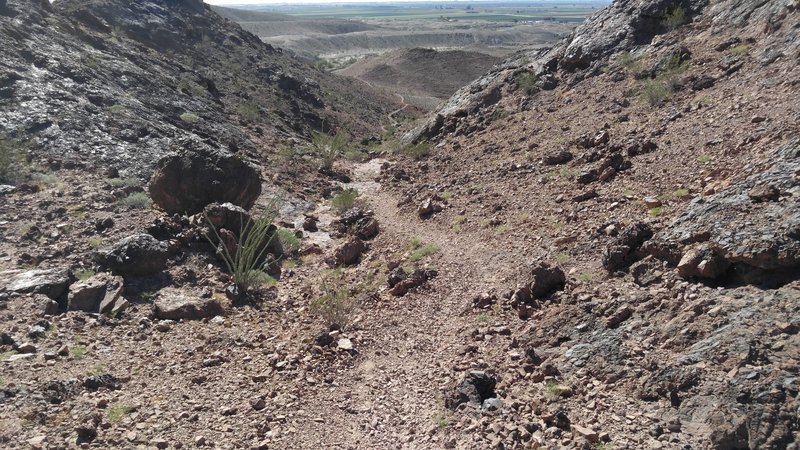 Looking east toward Yuma and down the waterfall. Desert Wildlife abounds in this valley.