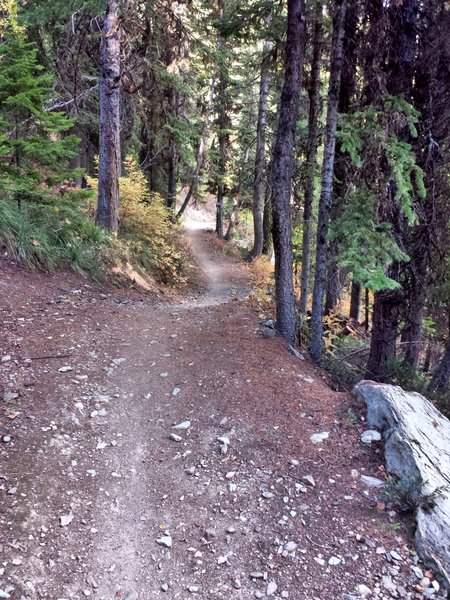 The Summit Trail coming down through the trees between the ski runs.