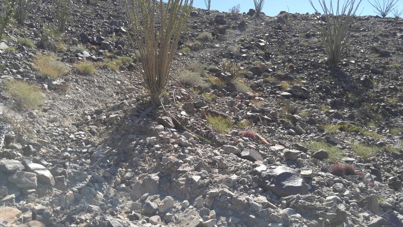 Badly eroded with cactus and ocotillo overgrowing the trail. Good speed control helps survive the descent.