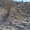 Badly eroded with cactus and ocotillo overgrowing the trail. Good speed control helps survive the descent.