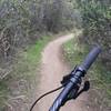 Single tracking through the trees on Lizard trail at LCWP.