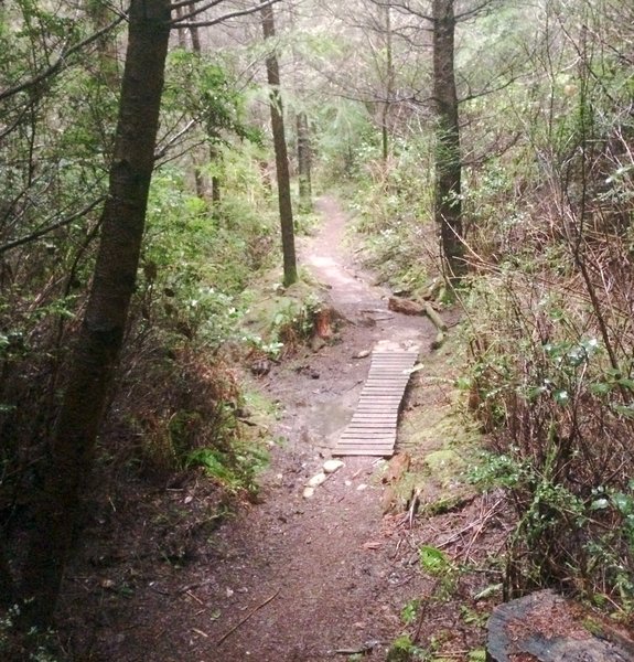 A fairly technical section in one of the fun downhill trails in the Port Gamble complex.