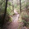 A fairly technical section in one of the fun downhill trails in the Port Gamble complex.