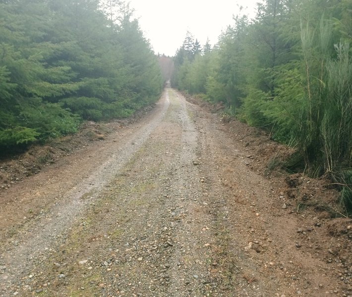 One of the many doubletrack sections found in the Port Gamble complex.