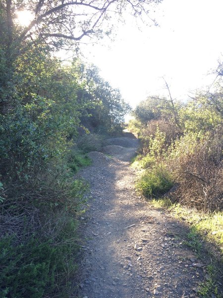 Loved this part of the downhill! The Canyon Back singletrack is a treat, especially in the trees!