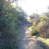 Loved this part of the downhill! The Canyon Back singletrack is a treat, especially in the trees!