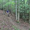 Singletrack cutting through the beautiful, green hardwood forest.