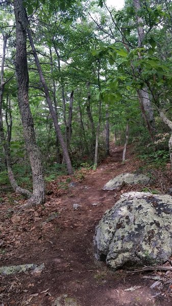 Singletrack traversing the ridge to the High Rocks overlook.