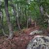 Singletrack traversing the ridge to the High Rocks overlook.