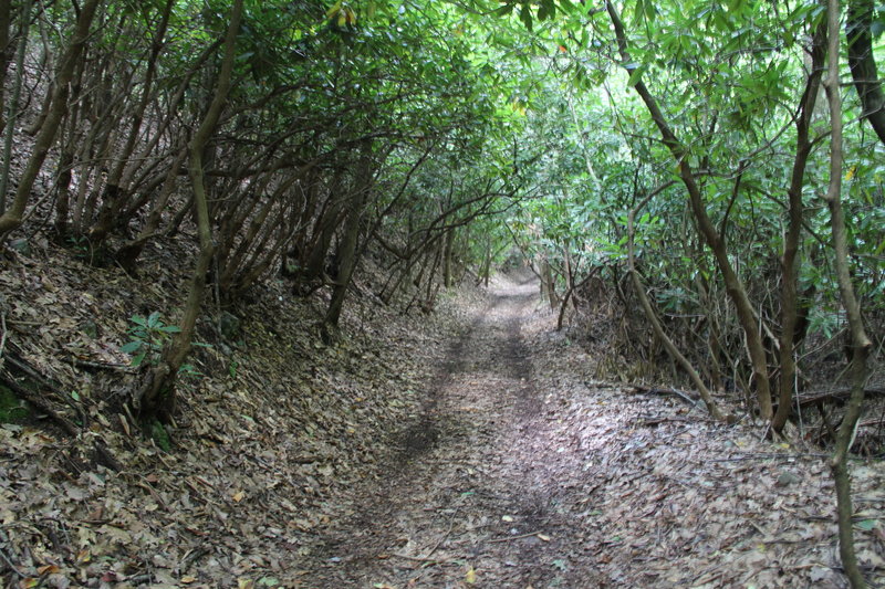 The trail is surrounded by lots of rhododendron, gorgeous when they are blooming!