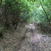 The trail is surrounded by lots of rhododendron, gorgeous when they are blooming!