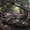 One of the many rocky drops you'll encounter on the Coyote Run Trail.