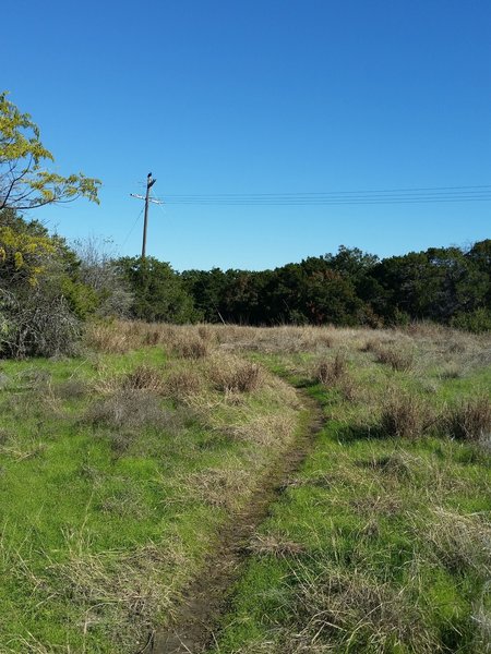 Smooth singletrack through a meadow near the beginning of the Fossil Ridge Trail.