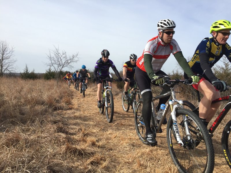 The pack is about to head into the Red Loop on the mowed section of trail.