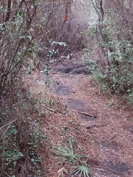 The Longleaf Greenway Trail rolls into the trees.