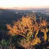 On Los Robles Trail looking down into Thousand Oaks.