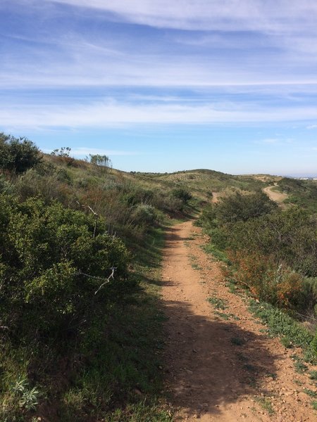 Short singletrack trail.