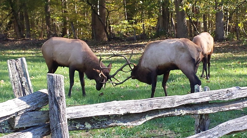 Elk in the fall months are in rut and can become very unpredictable.