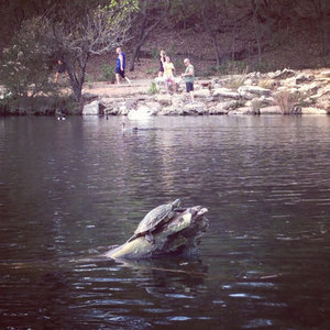 I like turtles.