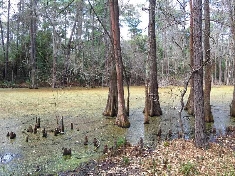 There are seasonal wetlands beside the trail. This is what that looks like. The trail itself is usually dry.