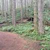 Wood features that remind you of Whistler Bike Park.