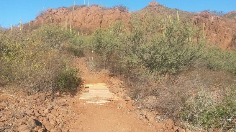 Common cactus and trees you'll see around.