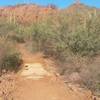 Common cactus and trees you'll see around.