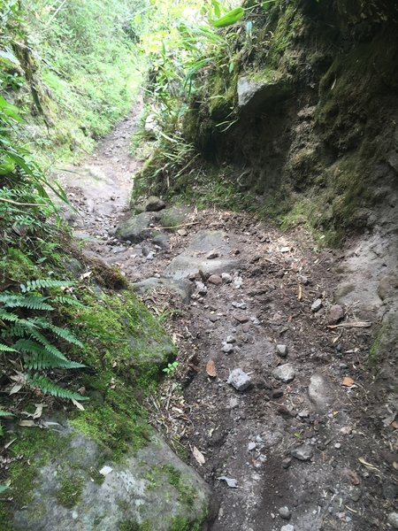 Technical rocky, downhill segment. Trench walls pictured.