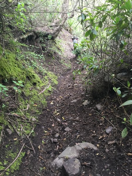 Downhill view of the trail. Trail can be overgrown or entrenched.