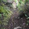 Downhill view of the trail. Trail can be overgrown or entrenched.