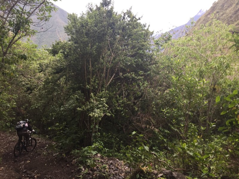 El Duende, navigating a tight jungle switchback.